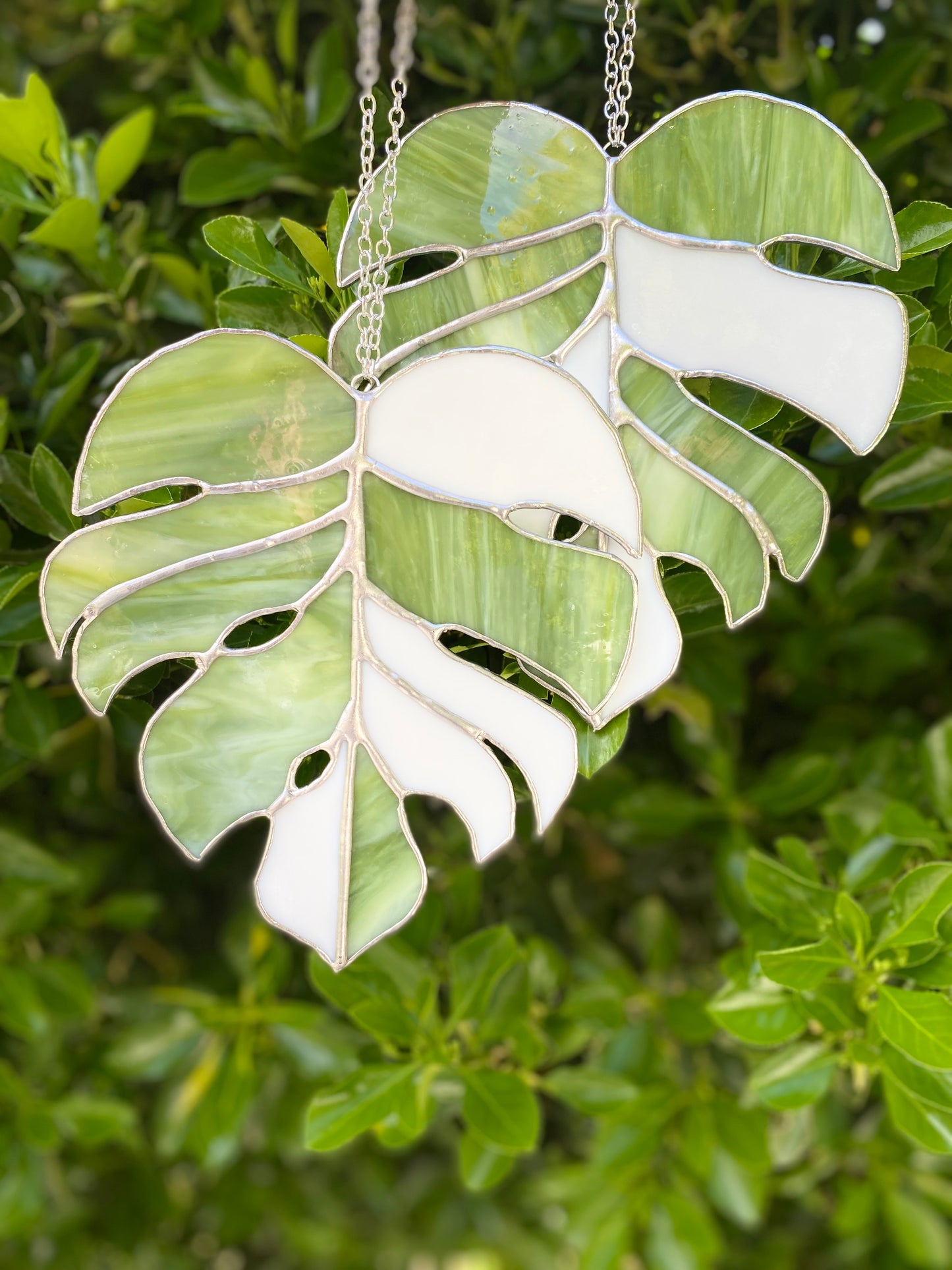 Monstera leaves