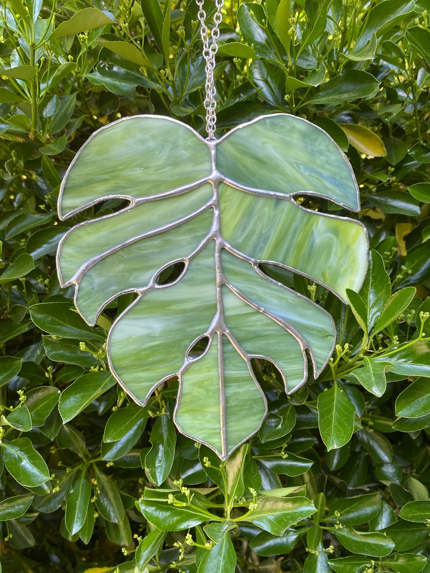 Monstera leaves