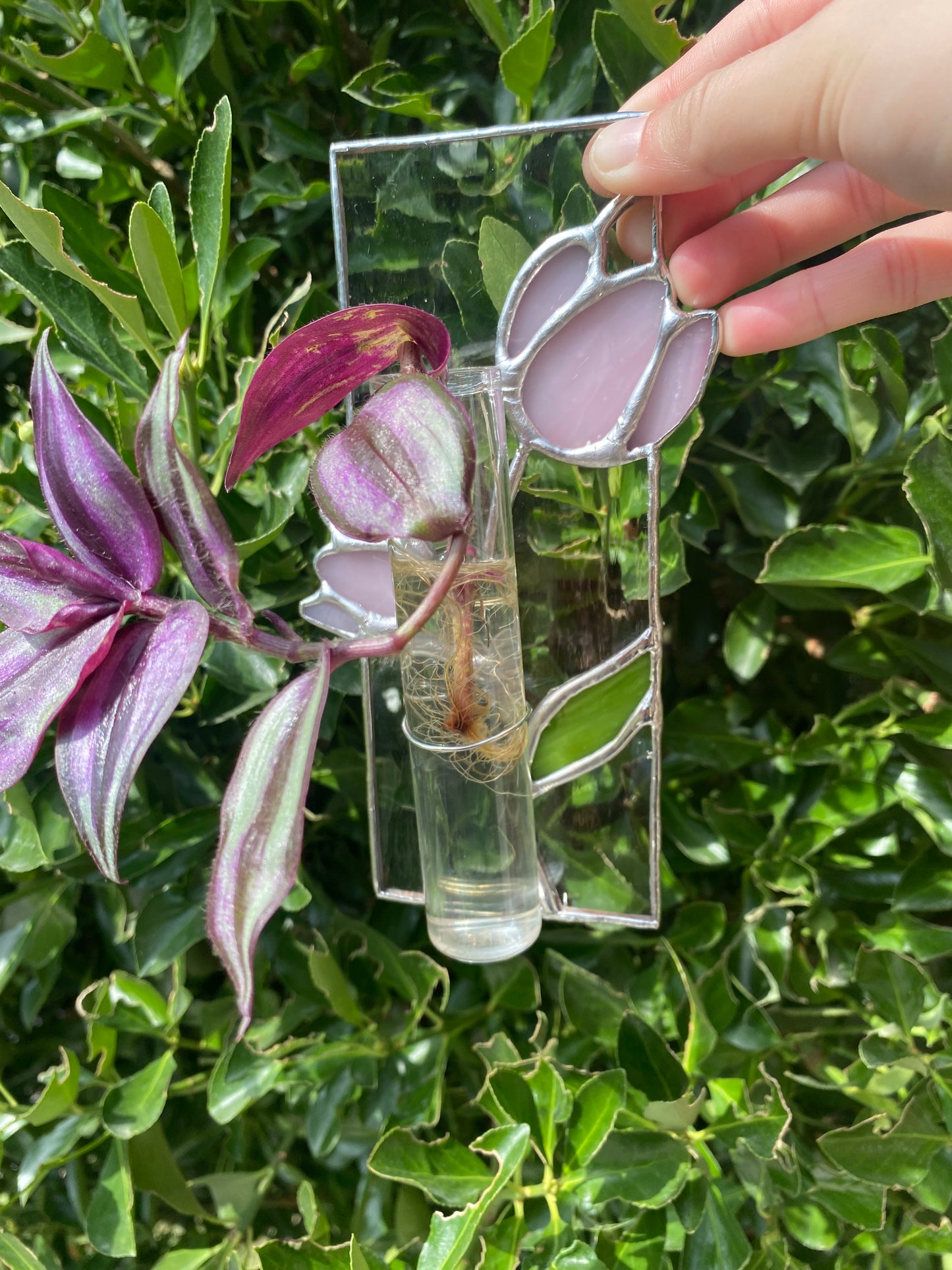 Tulip propagation station