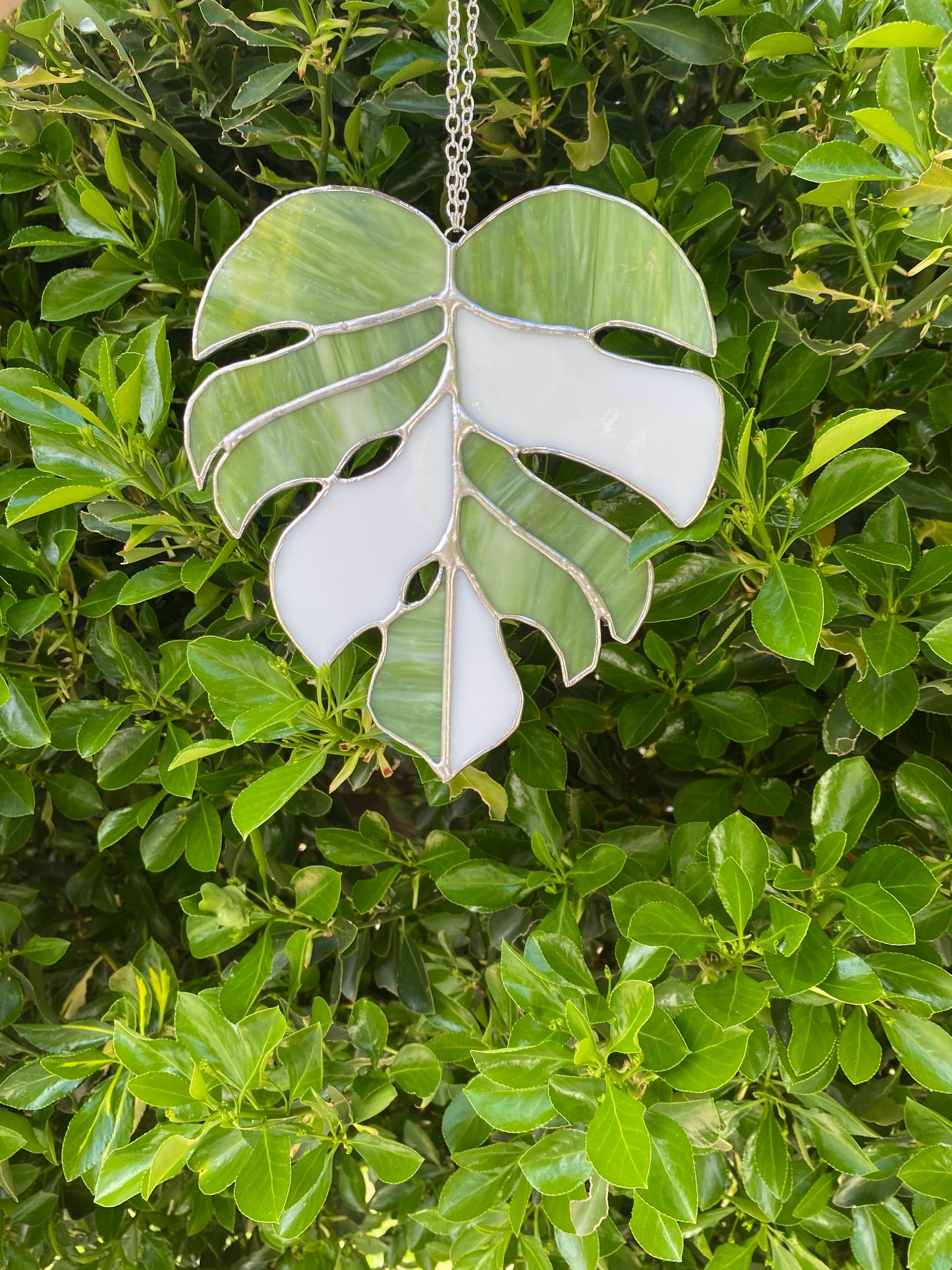 Monstera leaves