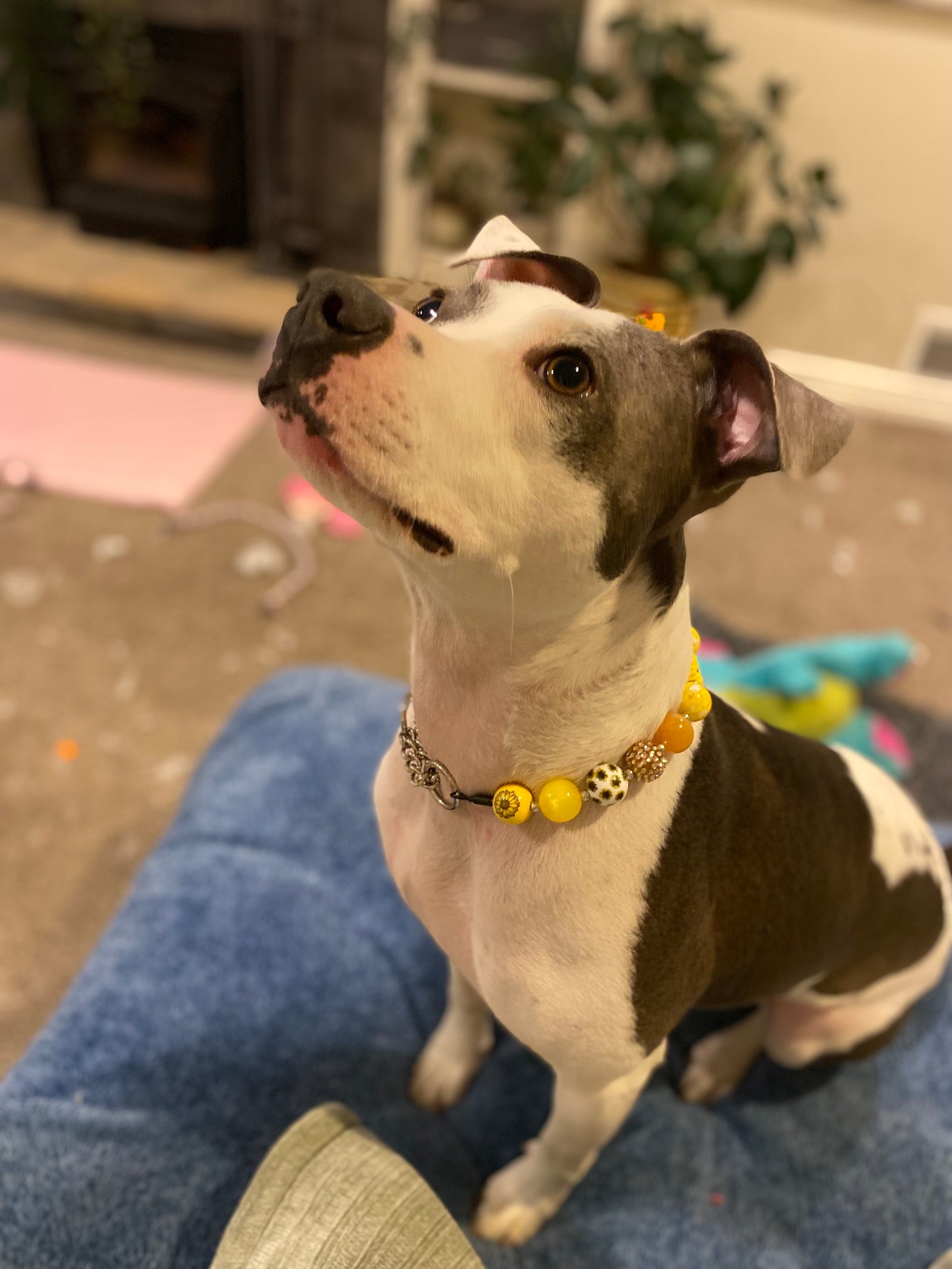 Create Your Own Collar