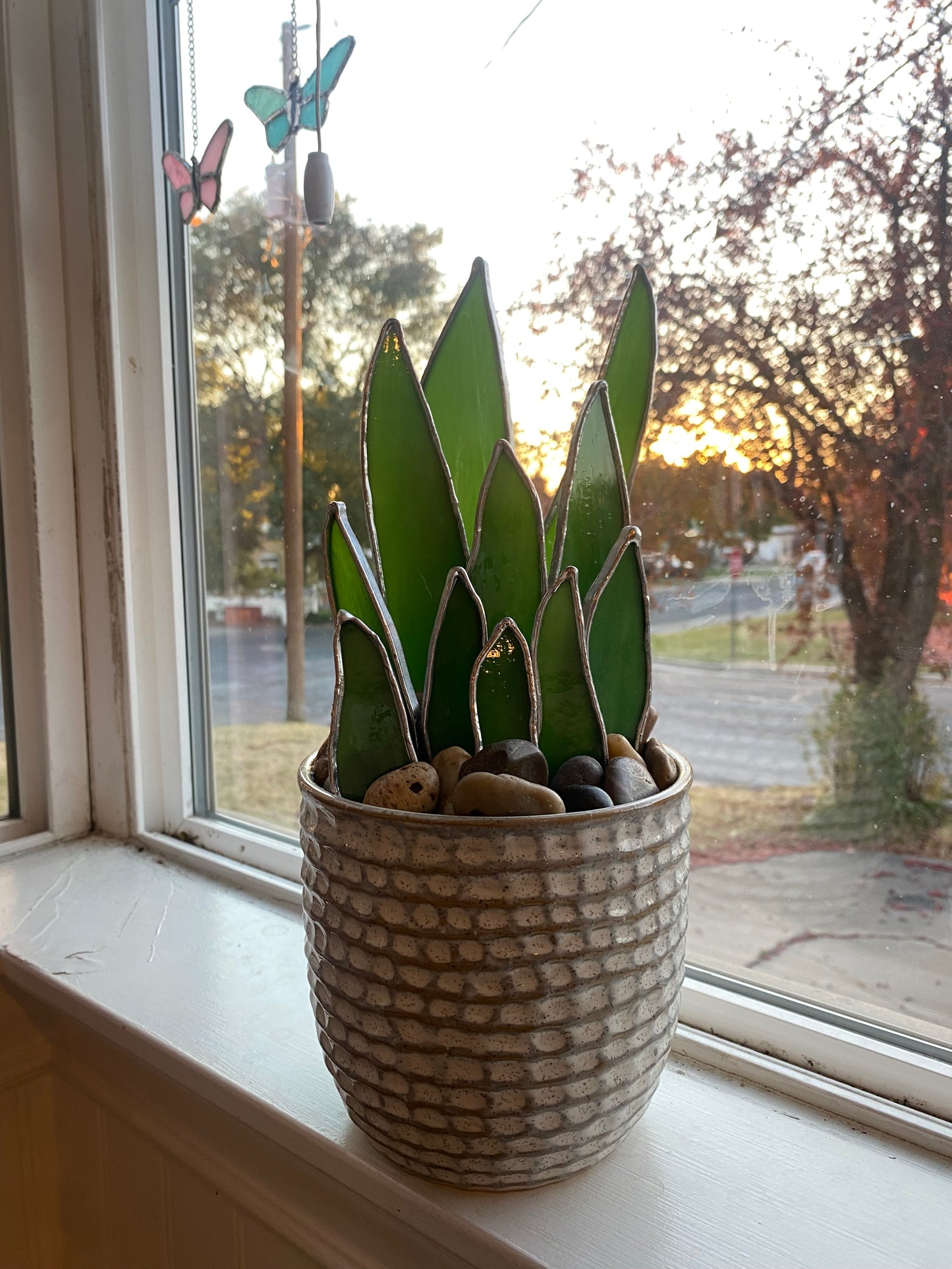 Snake plant