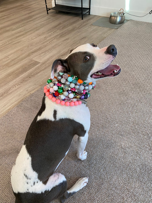 Create Your Own Collar