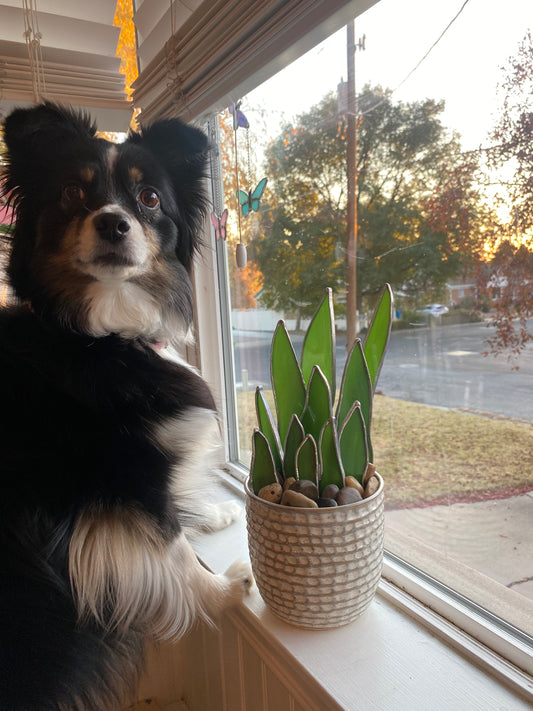 Snake plant