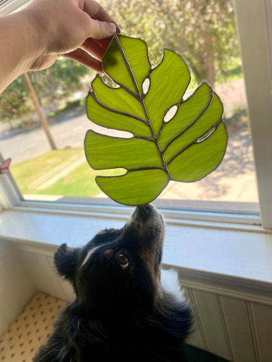 Monstera leaves